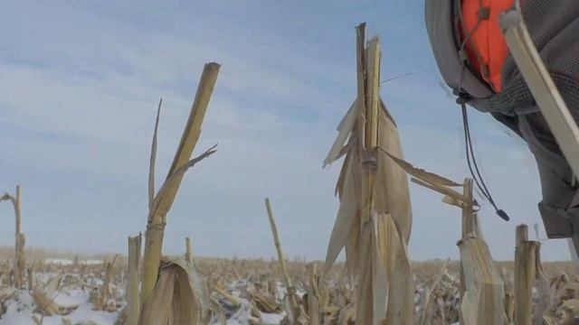 Territory- Ringneck, Pheasant Hunting Short Film