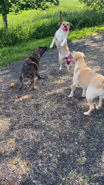 Dog knee brace running after CCL Tear