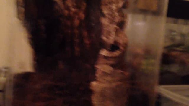 Poecilotheria Subfusca lowland female feeding time