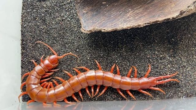 Scolopendra subspinipes Albino variant color
