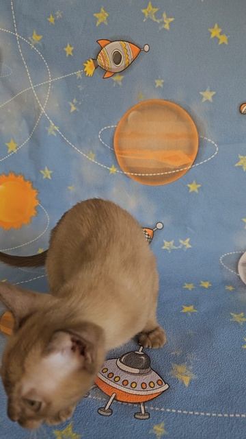 Бурманский котик Якобс