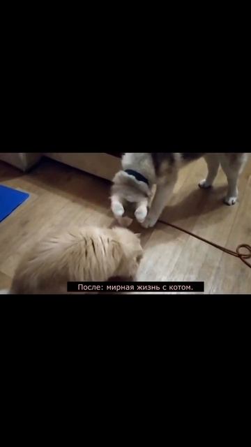 Реакция на кошек