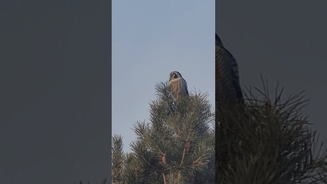 Ястребиная сова 🦉В естественной среде обитания