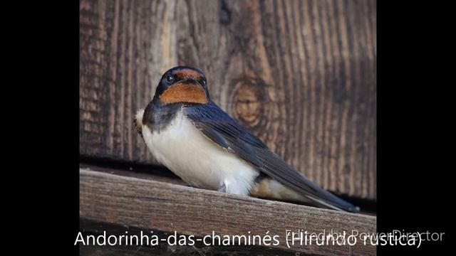 Andorinha das chaminés Hirundo rustica