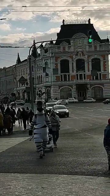 Zebra at the holiday Nizhny Novgorod 800 Зебра на празднике Нижний Новгород 800