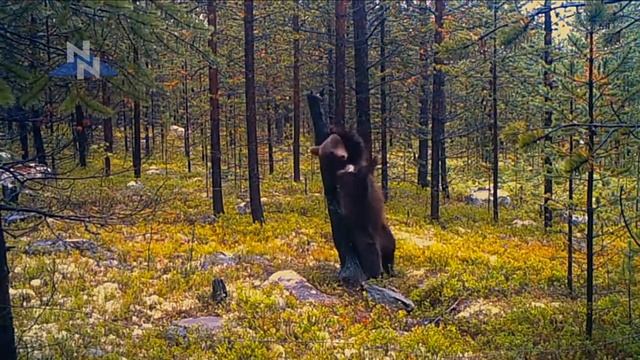 Ламбада медведей в долине р. Паз