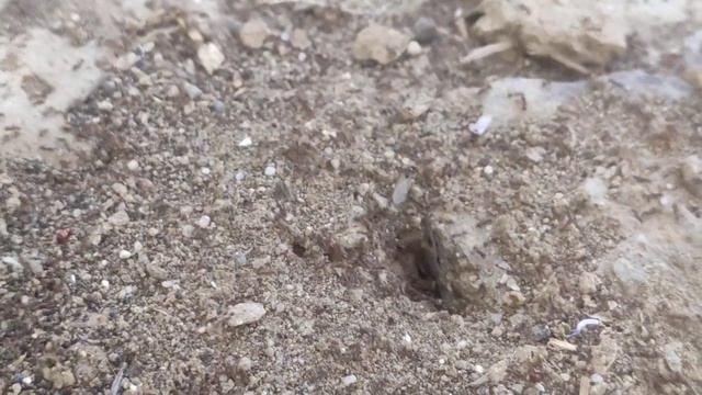 Pheidole nuptial flight