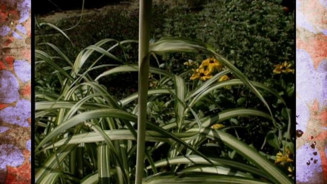 Home Garden of Lynn Hughes