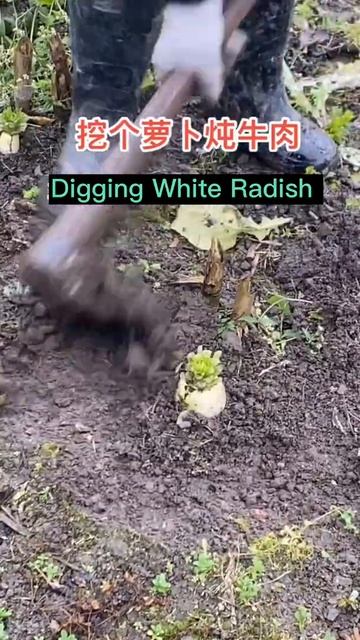 Digging White Radish Original Sounds 😀 #satisfying #short