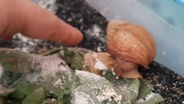 чому помер равлик архахатина папірацея стандарт #snail #улитка #ахатина #равлик #nature