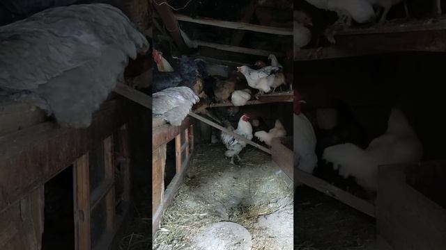 паника в курятнике.. ястреб