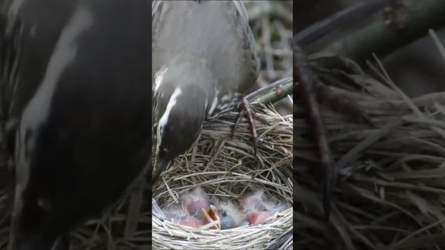 Redwinged Thrush Feeding its Chicks in the Nest #nature #chicks #birds #feeding #drama