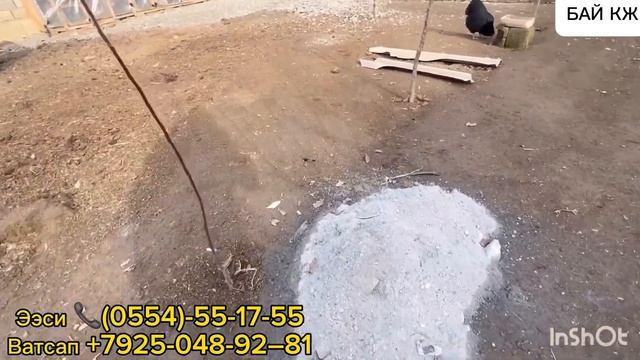 АВСТРАЛОРП ДЖЕРСИ ГИГАНТ АДЛЕРСКИЙ ТАЗА КАНДУУ ТООКТОР ЖОЖОЛОРГО ЖУМУРТКАГА ЗАКАЗ АЛАБЫЗ