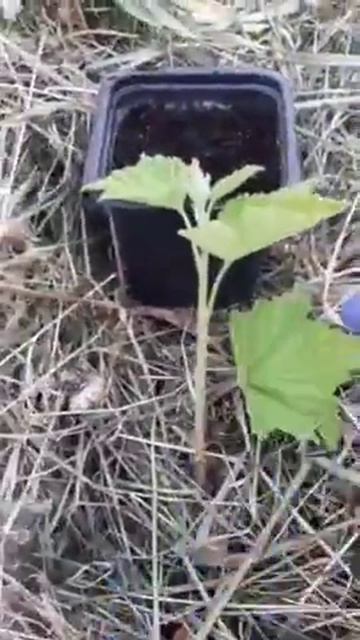обрезка смородины
