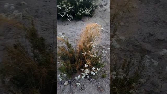 California Dodder parasite of California deserts