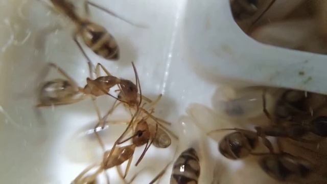 Nacimiento de una hormiga Camponotus Conspicuus (4ants)