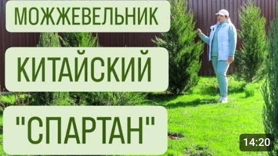 МОЖЖЕВЕЛЬНИК КИТАЙСКИЙ "СПАРТАН". 5.04.2024г. БЕЛАРУСЬ, ГОМЕЛЬСКАЯ ОБЛАСТЬ