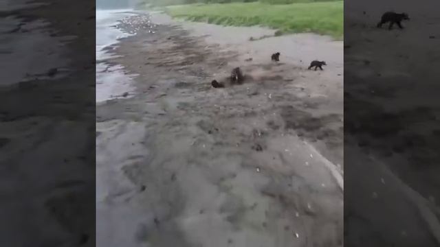Медведица погналась за дроном и всех напугала🤭