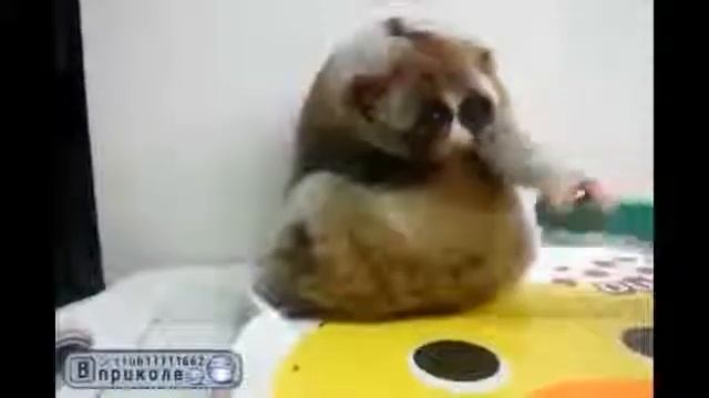 милые лемуры