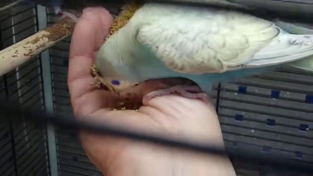 птенчики