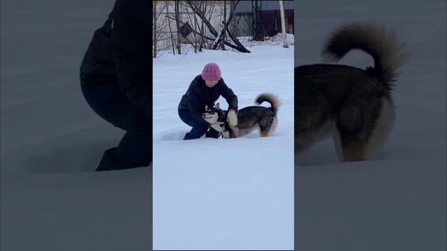 Верная 
Милая, солнечная собачуха! Рядом с ней спокойно и уютно!