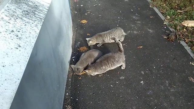 Друзья Кошечки Лапки🐈
