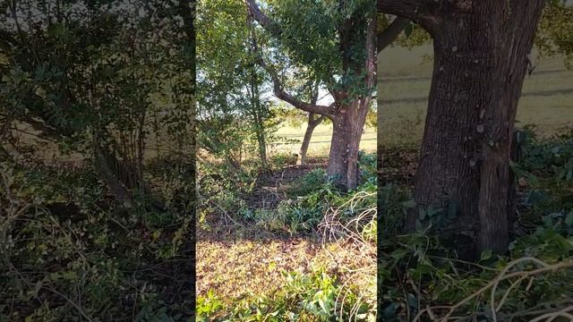 Pruning dead Camphor tree and Panther prowling the under brush Dec 26 2023