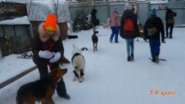 посещение приюта 5б