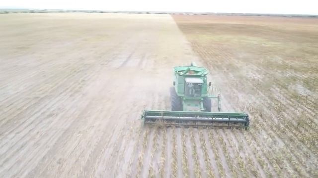 Sorgo Reynosa