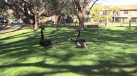 Courageous Black Swans frustrate a Raven attacking their cygnets