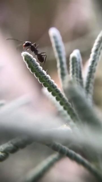 Ant Zoom #zoom #macro #ant #lavender #biology #nature