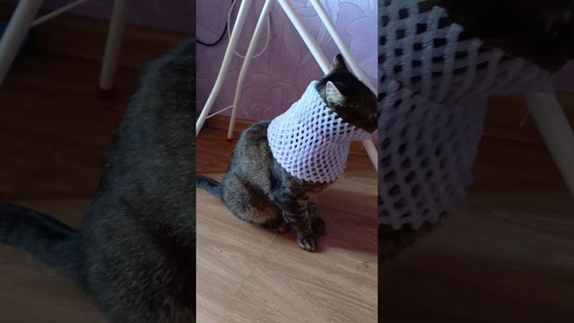 1000054944.mp4