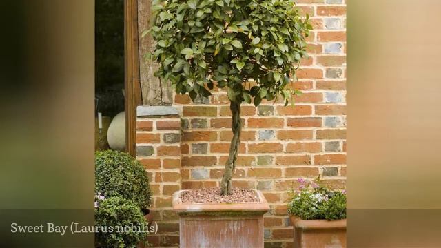 20 Best Tall Plants For Container Gardens 🛋️