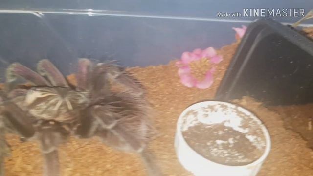 How I keep Pamphobeteus Nigricolor Pair