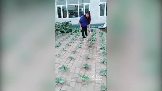 YANGI KARAM YETISHTIRISH USULI DEHQONLARGA FOYDALI