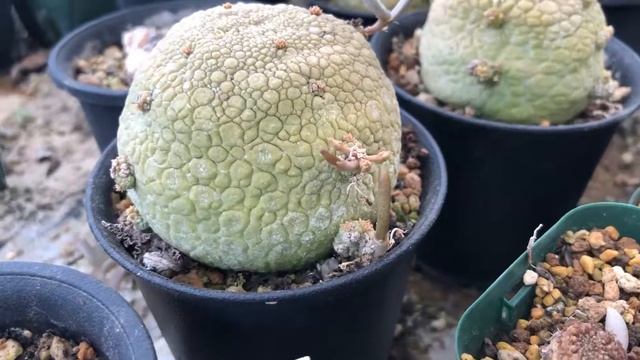 Pseudolithos migiurtinus