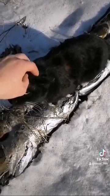 кот кит кричит на теплотрассе