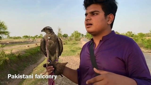 Goshawk’s- Bazz | description, price and important facts | Pakistani falconry