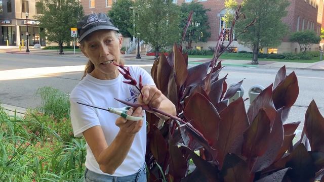 How to prune Cannas