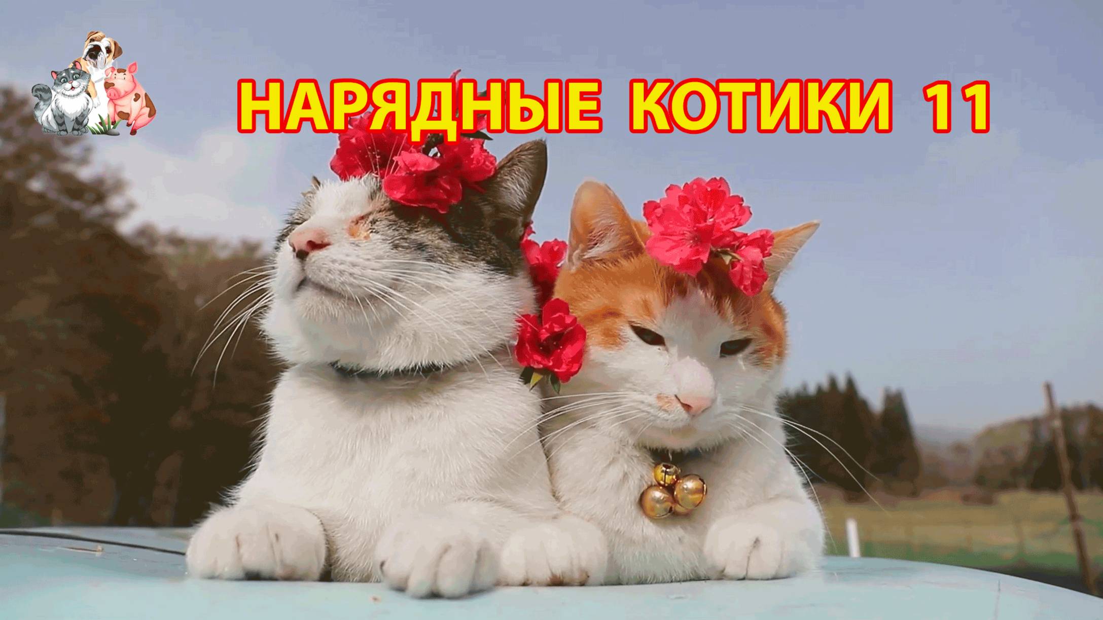 Нарядные Котики расслабляются на солнышке 🌞 🐈🐈⬛🐈 (11)