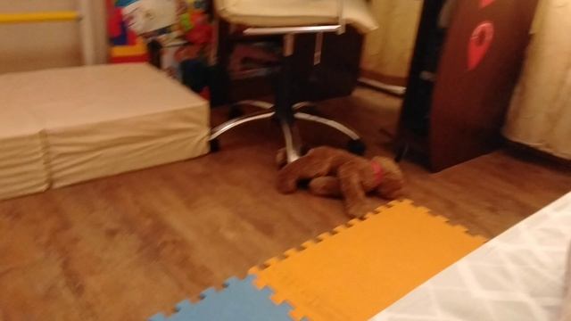 ААААААА СОБАКА ПОЛЕТЕЛА