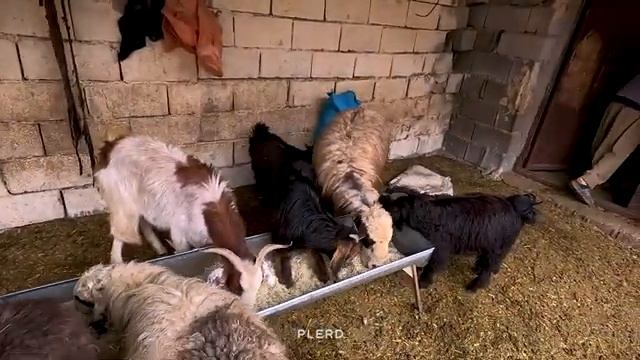 07.03.2023 Невероятное приключение с выпечкой Готовим завтрак в лагере кочевников!