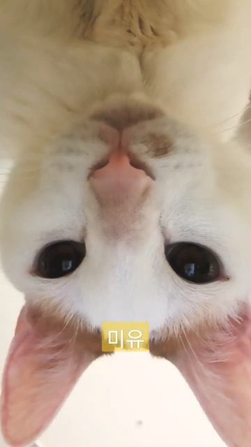 치즈냥 우리집 개냥이😃