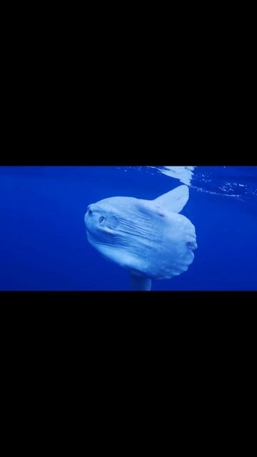 Animal World Records - Ocean Largest Creature Portuguese Man Wars #shorts #animallover #animalshort