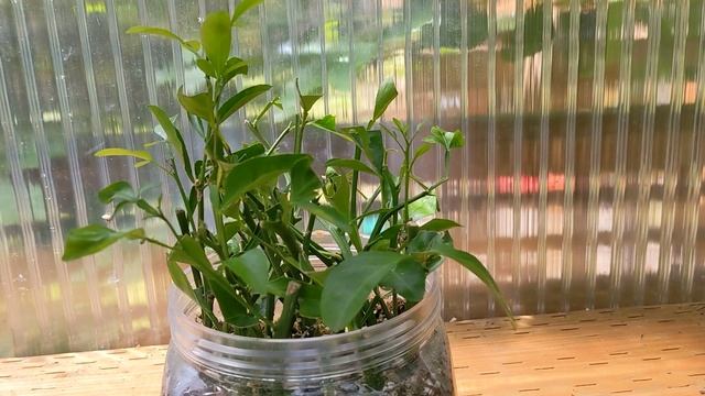 Rooting Trifoliate Citrus cuttings to make new rootstock.