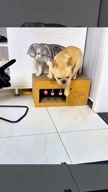 ПОДРУЖИЛИСЬ... КОТ  И  ПЁС .