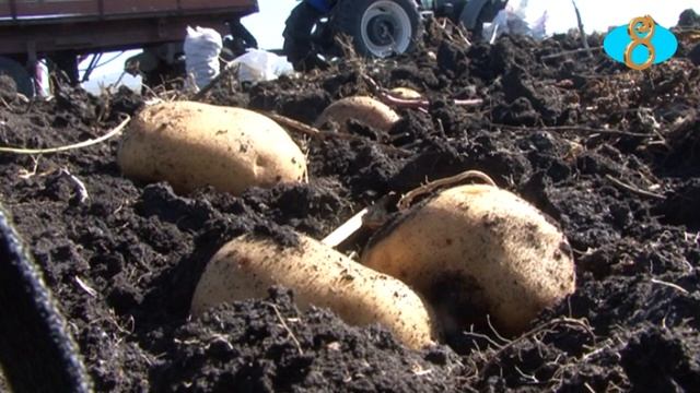 Урожай картофеля в этом году вдвое ниже прошлогоднего. Վրաստանում կարտոֆիլի աճել են 50 տոկոսով