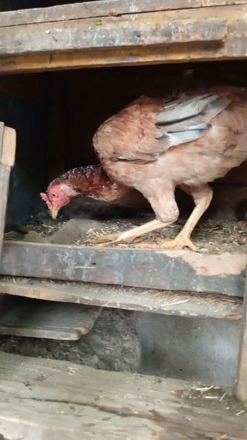#aseelhenfarming #layingeggs #viralshots #trendingvideo #petvlog #everyone