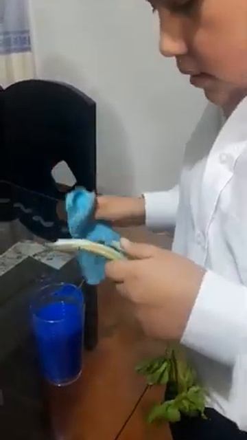experimento de como detectar tejidos vegetales