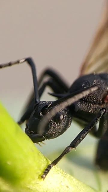 Black Ant #ant #blackants #tinyworld #binatangkecil #macro #phonegraphy